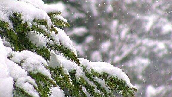积雪盖顶的松树枝