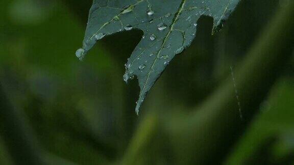 滴水在木瓜叶上