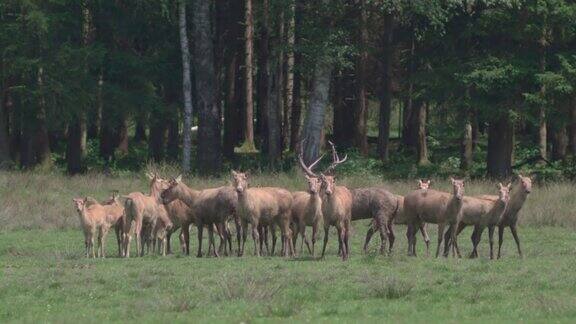 一群大卫鹿站在森林前的草地上