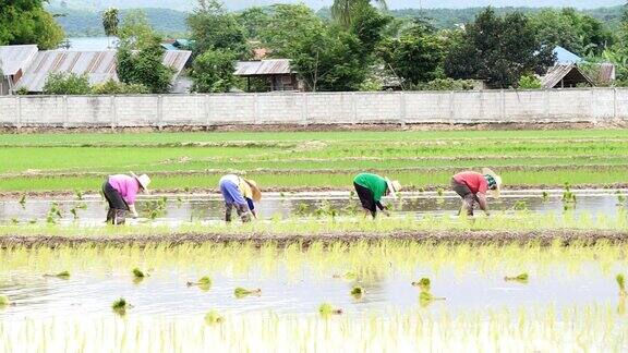 农民通过插秧种植水稻