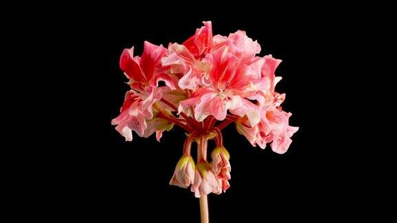 粉红天竺葵开花的时间
