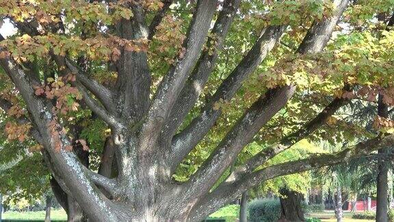 秋天公园里的大树