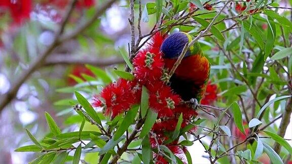 在澳大利亚新南威尔士州悉尼公园郊区彩虹鹦鹉在一棵澳大利亚本土的瓶子灌木丛中喂食
