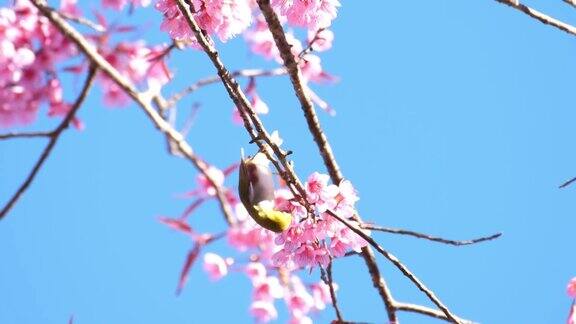 鸟和樱花和蓝天
