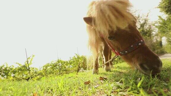 在镜头后面棕色的小马正在吃草小马正在吃草