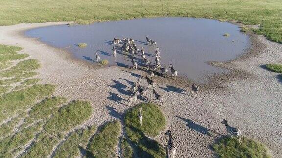 4K航拍镜头一群迁徙斑马在博茨瓦纳Makgadikgadi草原上的一个水坑饮水
