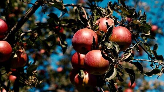 红色多汁的苹果长在树上