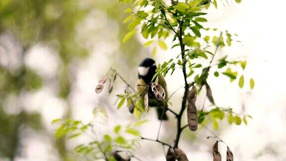 一只麻雀坐在树枝上
