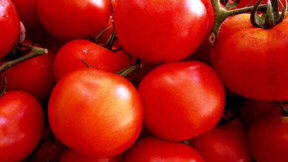 近距离观察新鲜收获的番茄