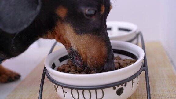 狗腊肠犬吃着地上杯子里的干粮