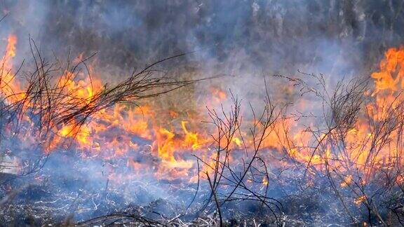 燃烧干燥的草树木灌木和干草堆与腐蚀性的烟雾森林大火慢动作