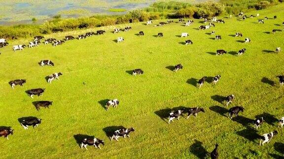 日落时分从河边绿色草地上牛群的嗡嗡声鸟瞰畜牧业肉类和奶业在农业