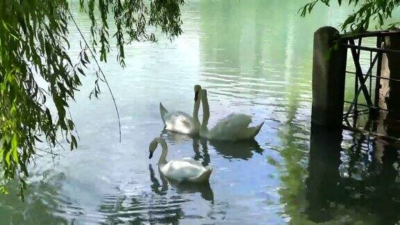 美丽的白天鹅在湖里游泳两只相爱的天鹅把他们的脖子连接成一个心形