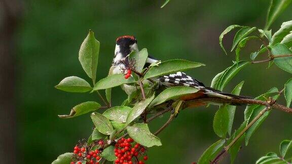 鸟-年轻的大斑点啄木鸟(大啄木鸟)坐在树枝上吃野生的红色浆果