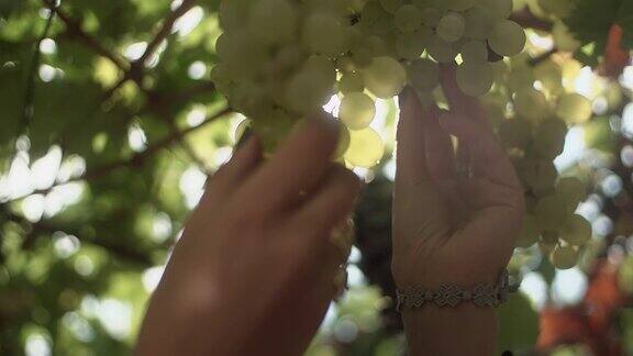 在葡萄园里女性的手臂触摸着一串挂在茎上的葡萄