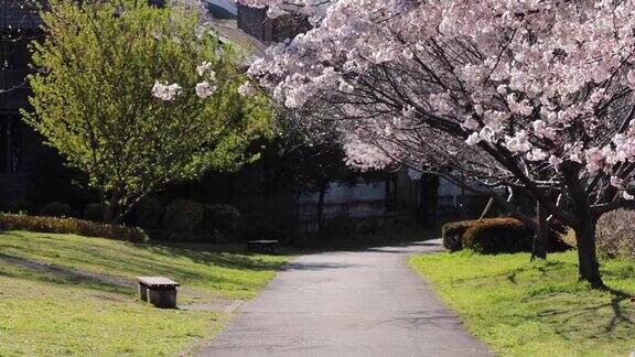 木板路和樱花