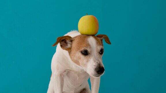 头上顶着苹果的狗
