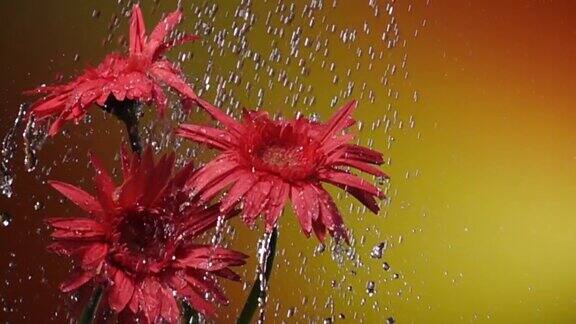 超级慢镜头:雨中的雏菊黄色背景