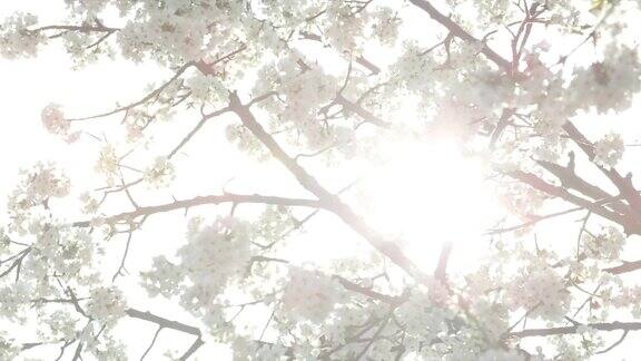 慢镜头:盛开在阳光明媚的春天
