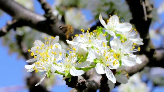 蜜蜂飞向苹果花