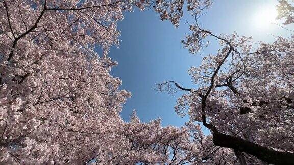 日本的樱花