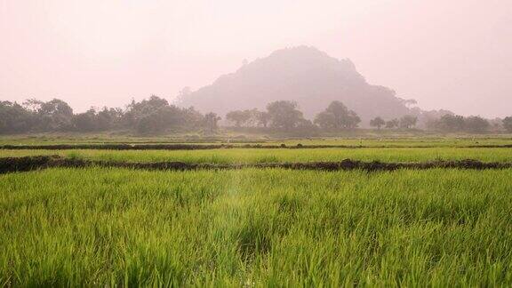 宁静的乡村绿色景观斯里兰卡