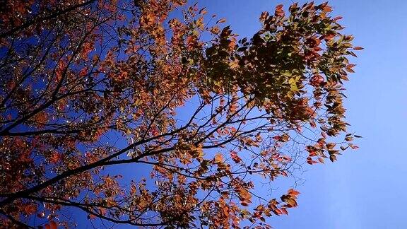 高清视频:秋季公园日本