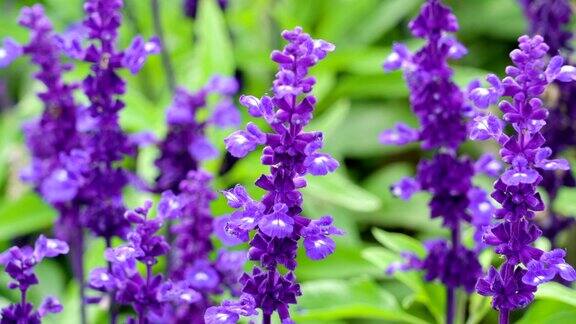 花园里的紫色花朵