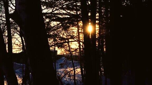 日出日落穿过树枝在冬天雪林阳光4k