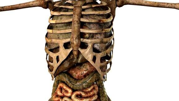 具有详细解剖器官的人体骨骼