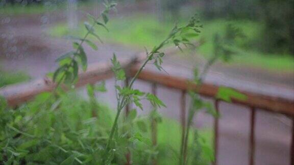 外面一棵小的绿色植物在雨中站在窗台上