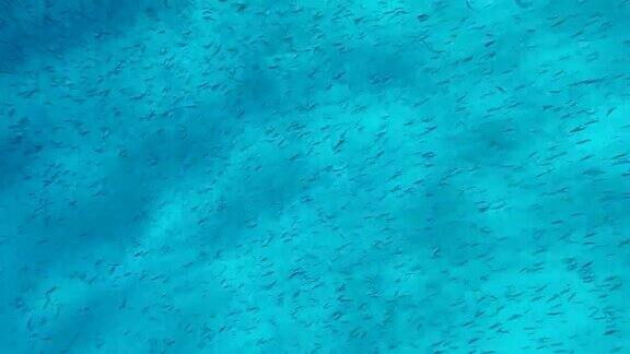 在清晨的阳光下一大群小鱼在沙滩上游来游去前视图银色条纹的圆鲱鱼细长的鲱鱼或基比那戈米诺鱼(薄鲱鱼属)4k-60fps