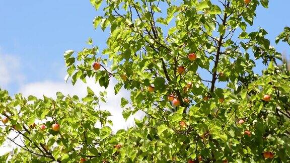 晴朗的一天杏子的果实挂在树枝上