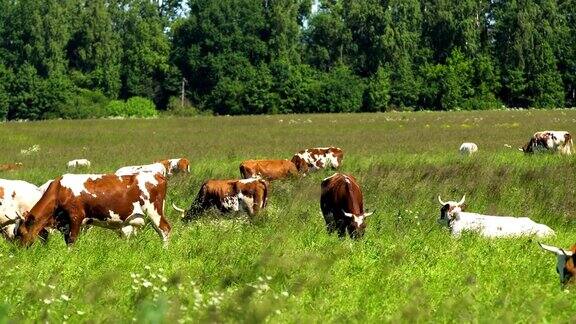 在牧场上吃草的牛