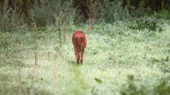 鹿小鹿(CapreolusCapreolus)早上走过草地吃草