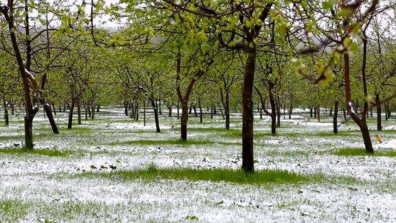 异常的天气春天雪落在绿树上飘落的雪花在草地上的公园里
