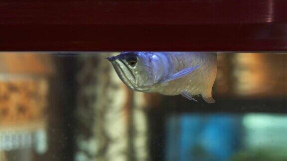 一只巨大的装饰性悲伤鱼银色龙鱼在水族馆里游泳