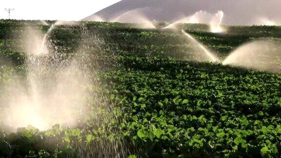 灌溉设备农业水洒水器灌溉农场植物作物地缓慢运动