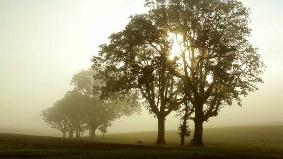 日出时雾穿过树林时间间隔