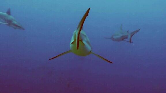 一群灰色礁鲨在开阔水域帕劳