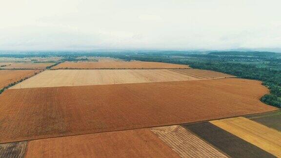 在一个阴郁的日子里一架无人机飞过一望无际金黄色的麦田