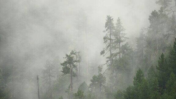 清晨四千山起雾雾树西藏波密县