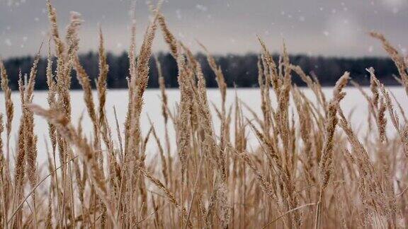 麦田里的冬小麦和雪花
