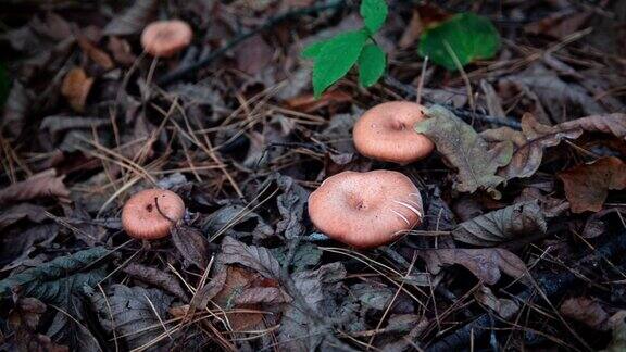森林地面上的蘑菇森林野生蘑菇