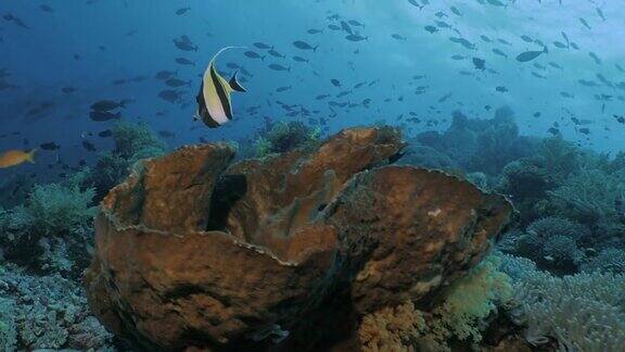 美丽的珊瑚礁景观印度尼西亚