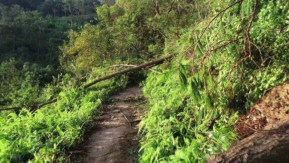 2018年9月16日超强台风“山竹”登陆中国后连根拔起的树木挡住了登山小径