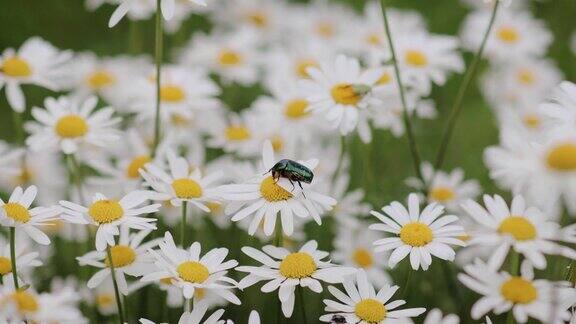 洋甘菊与授粉昆虫绿甲虫的特写亮白色花镶黄色花自然背景