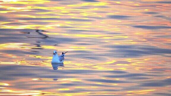 4K跟踪拍摄日出或日落时一只海鸥在温暖的海水中游动