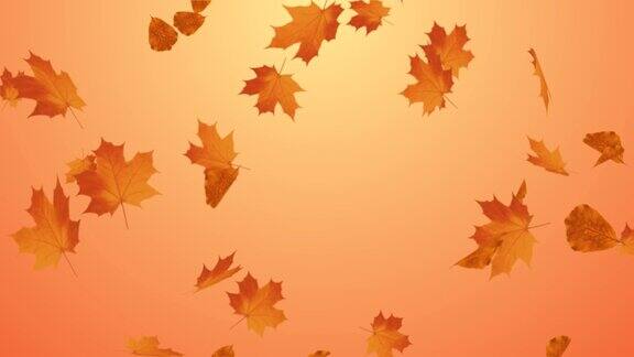 秋天枫叶落下的阿尔法通道上的树叶循环动画
