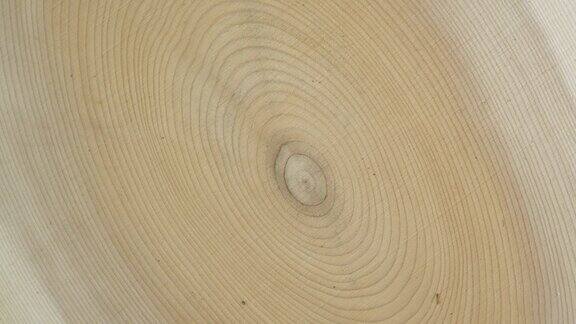 木圆形树桩树干背景从顶部锯横截面砍树木材旋转